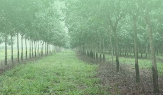 Plantio de Seringueira e Eucalipto