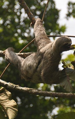 Bicho-Preguiça em cima de uma árvore se alimentando
