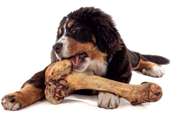 Peça nossos produtos - Pet Bonosso
